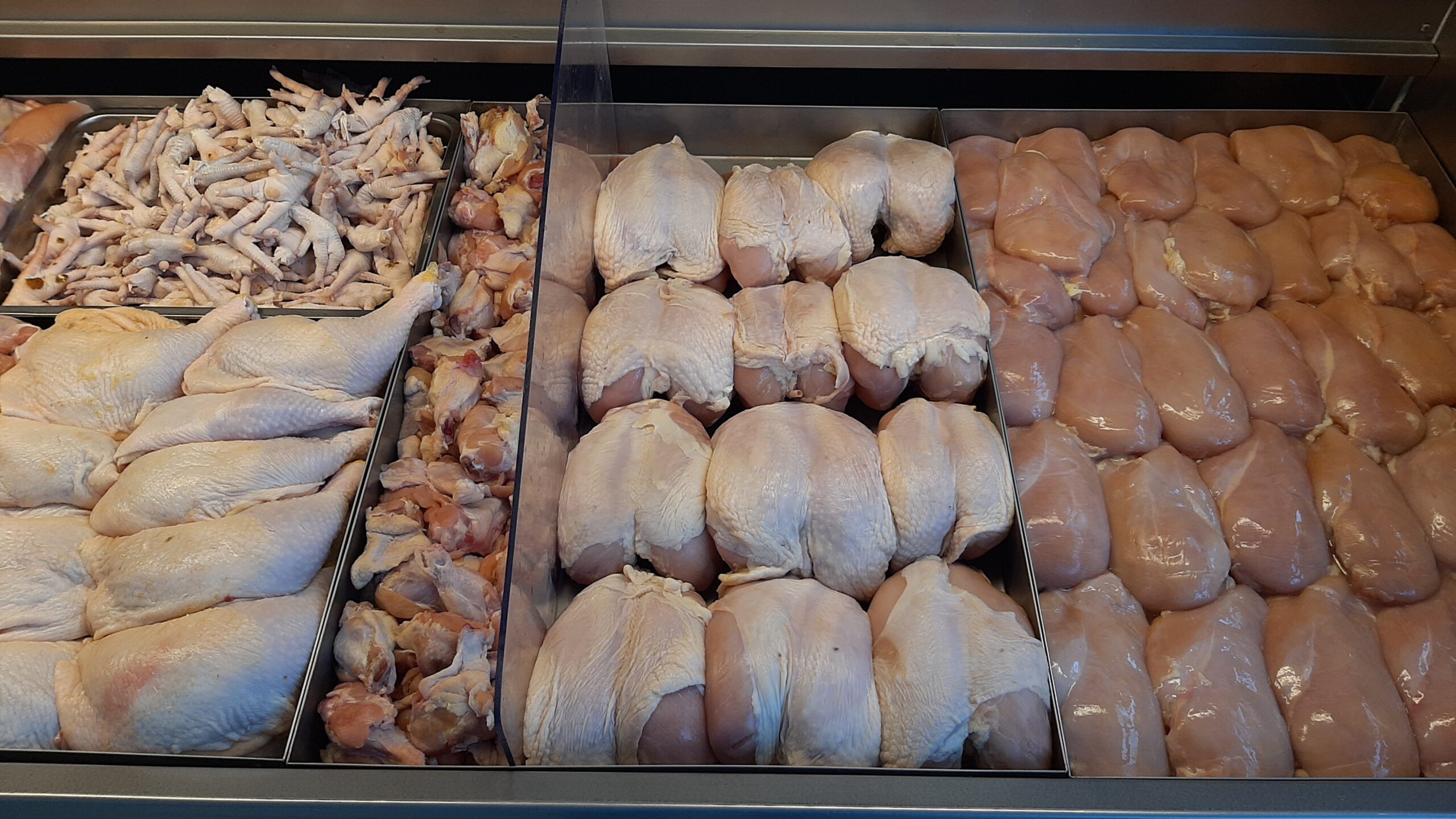 Pollo